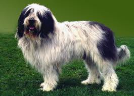 Pastor Romeno Miorítico